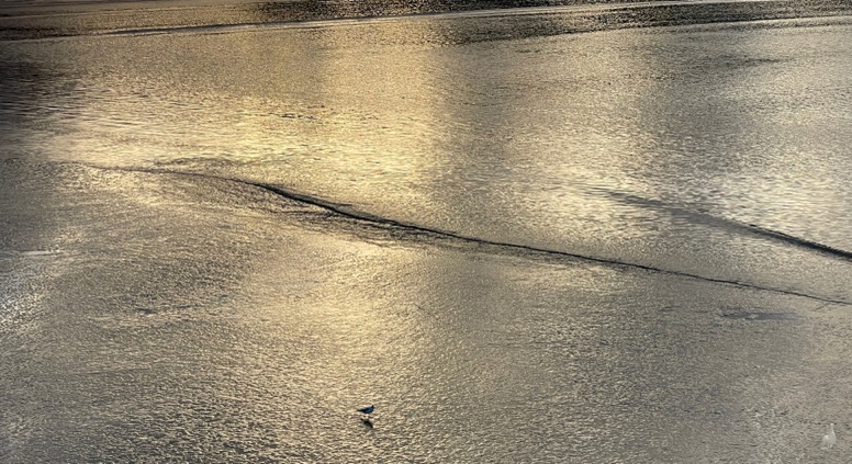 Estran d'or_L50xH27_digi-canson-ragII-©laGoeletteduGoeland