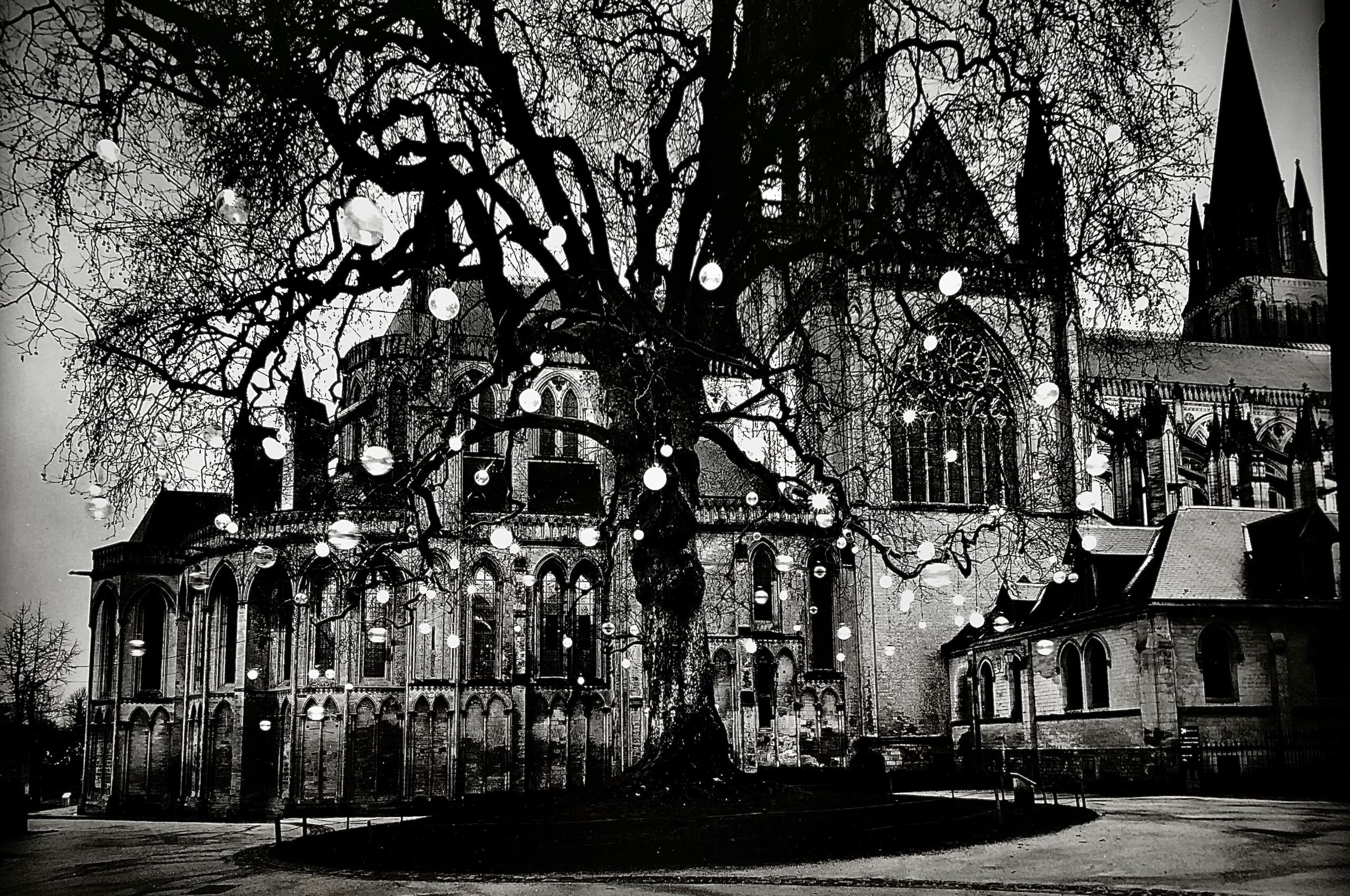 Arbre magique ©OlivierMeriel - galerie lagoelettedugoéland