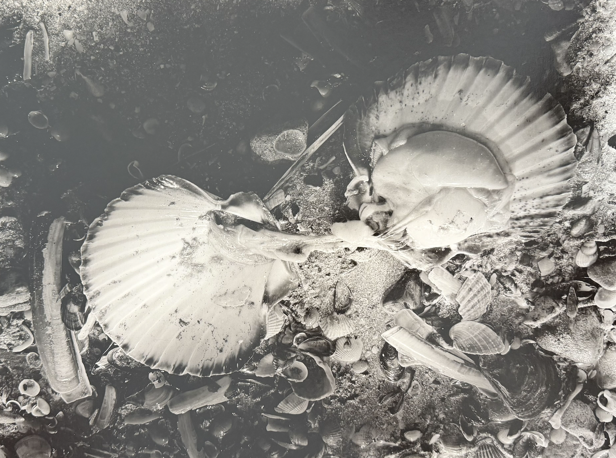 Coquille ouverte ©OlivierMeriel - galerie lagoelettedugoéland