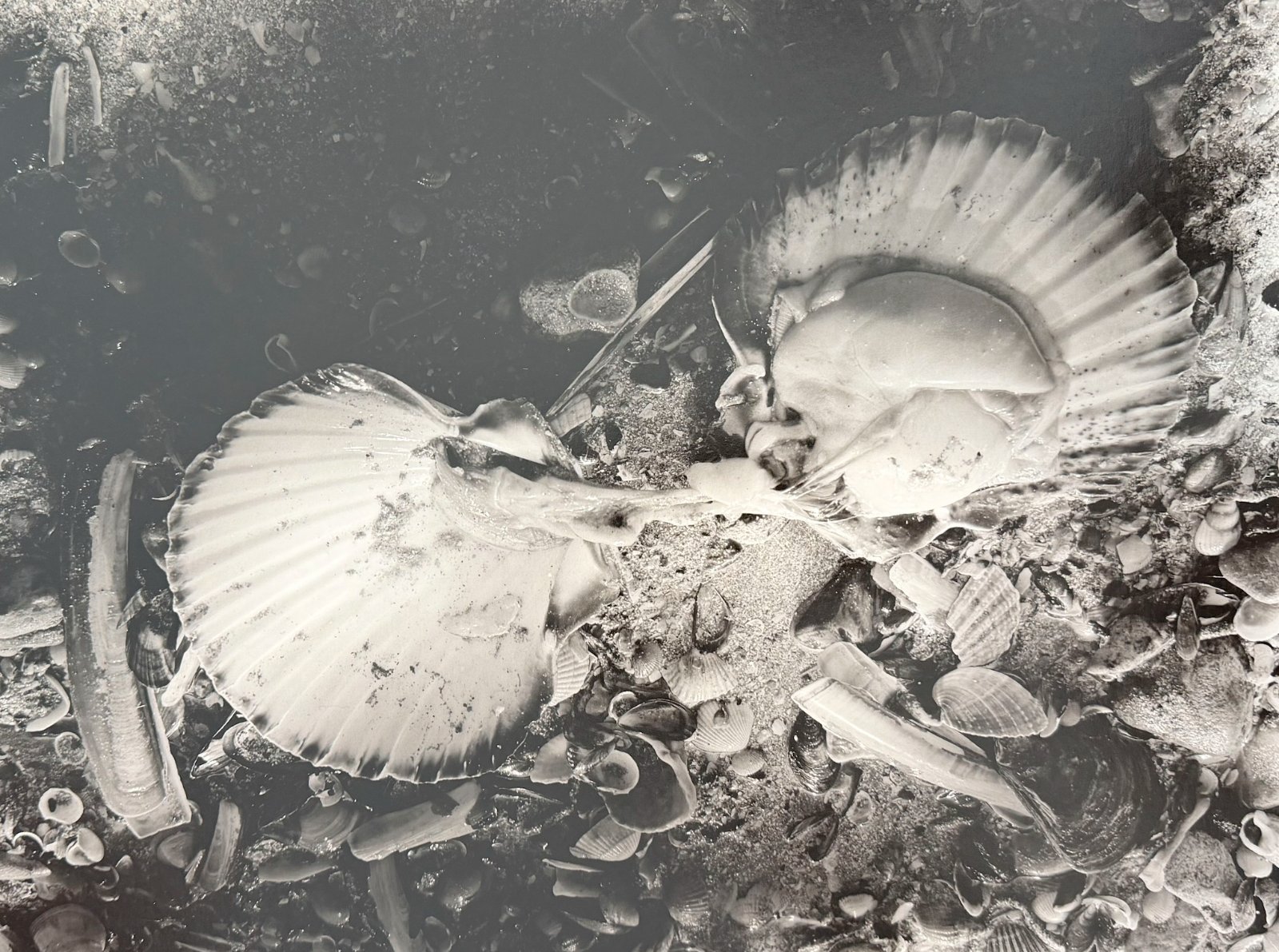 Coquille ouverte ©OlivierMeriel - galerie lagoelettedugoéland