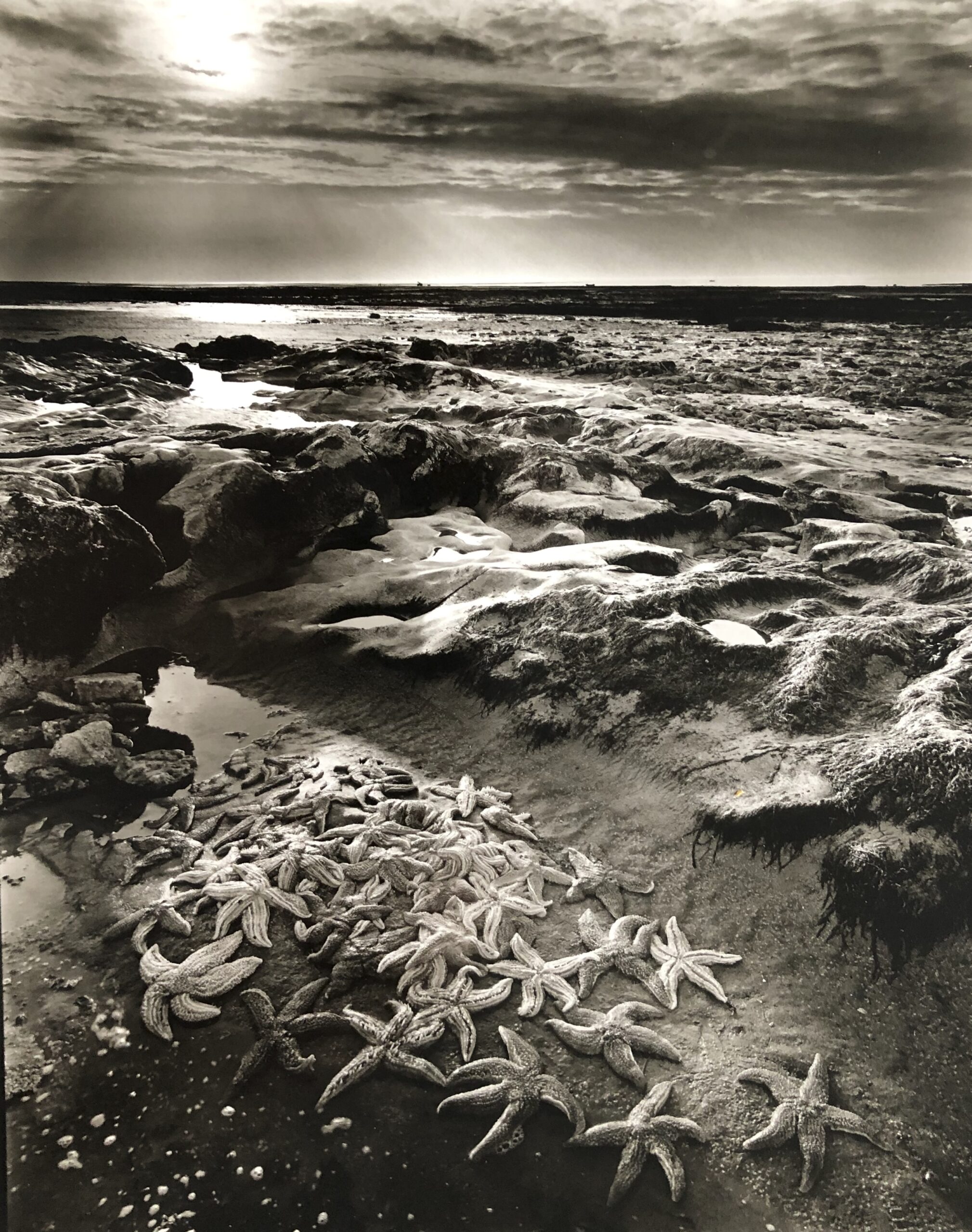 Étoiles de mer ©OlivierMeriel - galerie lagoelettedugoéland