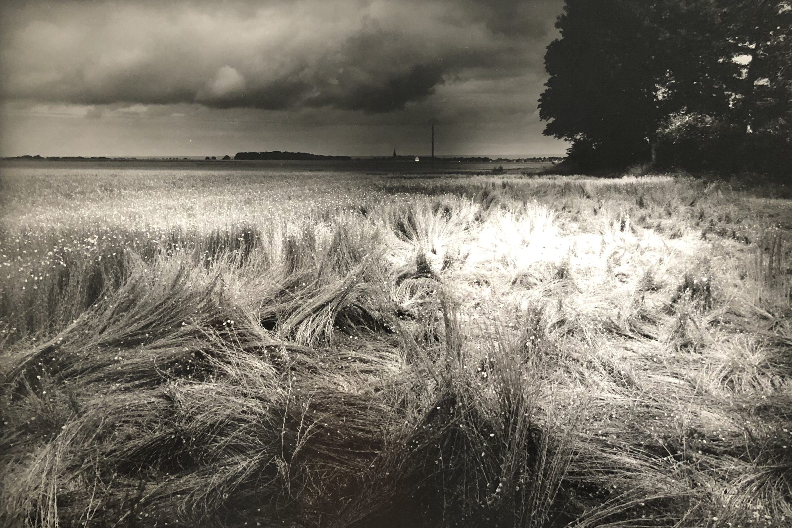 Lin après orage ©OlivierMeriel - galerie lagoelettedugoéland